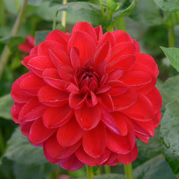 その他 DAHLIA Dahlia 3種類のダリア 🌿 ピンク、サーモンピンク、オレンジ #tsuzuri