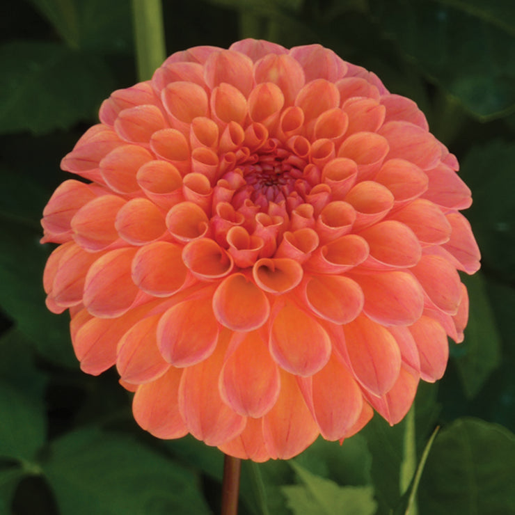 Margie Day Connell's Dahlias